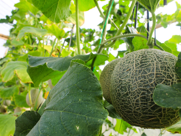 用瓜网支撑的温室里种植的新鲜瓜、青瓜、哈密瓜。图片下载