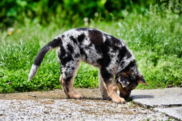 狗在草地上，照片作为背景，澳大利亚德国牧羊犬图片下载