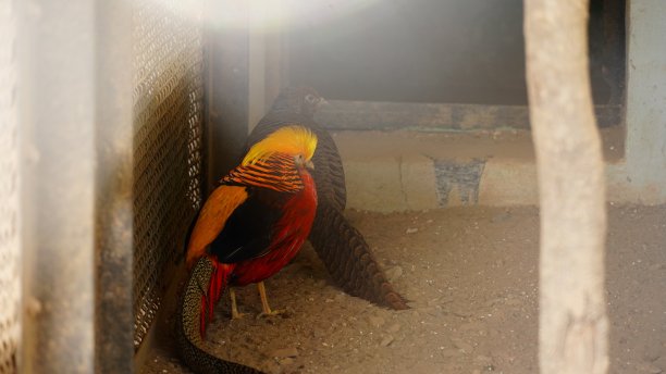 笼子里有美丽多彩的小鸟图片下载