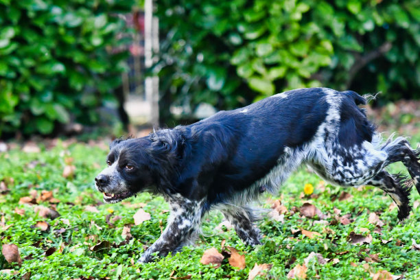 狗在草地上，照片作为背景图片下载