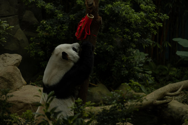 熊猫在成都爬树取竹叶的特写图片图片下载