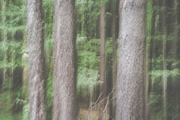 抽象有意相机运动照片与森林。图片下载