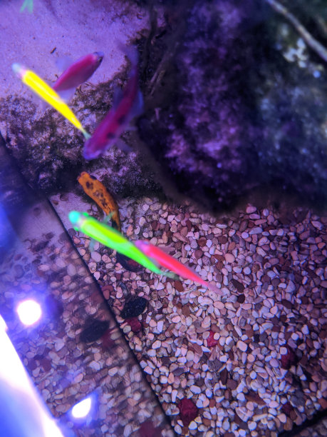 观赏鱼图片下载