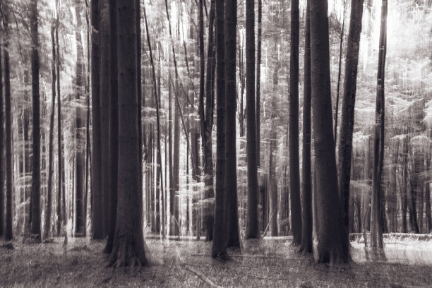 抽象有意相机运动照片与森林。图片下载