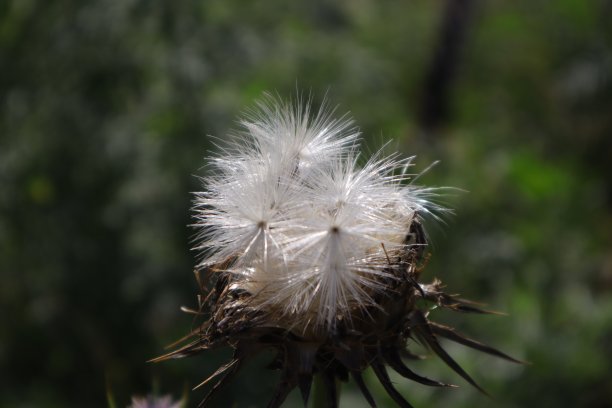 植物-花图片下载