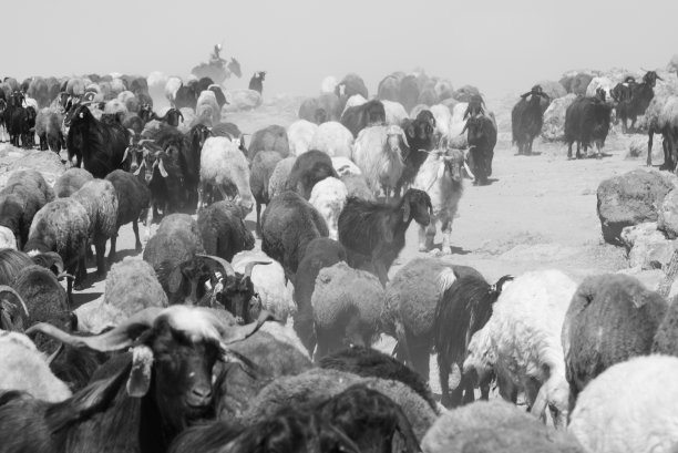 一群山羊和绵羊的彩色和黑白照片图片下载