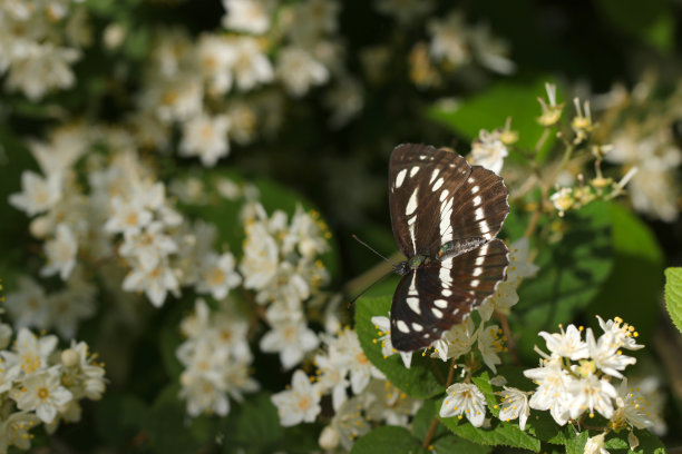 黑白普通滑翔机(Komisuji, Neptis sappho)蝴蝶从水杉(Deutzia gracilis，野生动物特写微距照片)的白花中吮吸花蜜图片下载