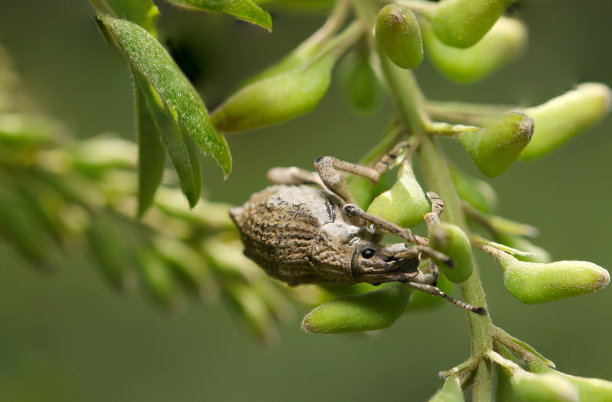 白冠象鼻虫(shirrokobuzomushi, Episomus turritus)在苦参根的耳朵上行走(Clara草，阳光下的特写微距照片)图片下载