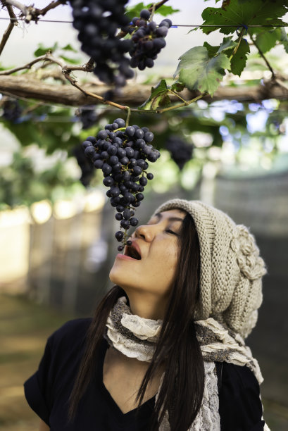 花园里的藤蔓和一串白葡萄。农民收割葡萄。图片下载