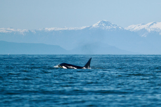虎鲸鲸图片下载