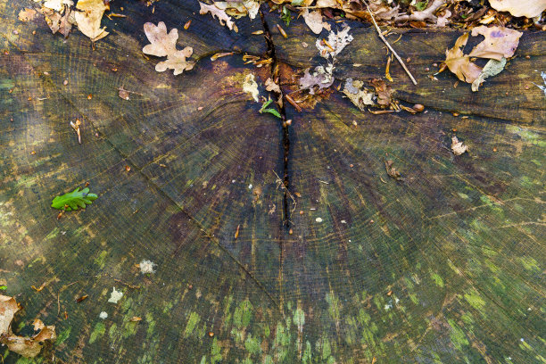 浮雕创意纹理的树皮。棕色树皮特写，上面有绿色的苔藓。老树皮纹理的横向照片。图片下载