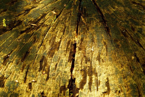 浮雕创意纹理的树皮。棕色树皮特写，上面有绿色的苔藓。老树皮纹理的横向照片。图片下载