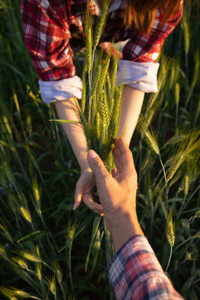 早晨，一位年轻的妇女在麦田里高兴地察看了大麦的收成。当年轻的女人发现她种的大麦很好，图片下载