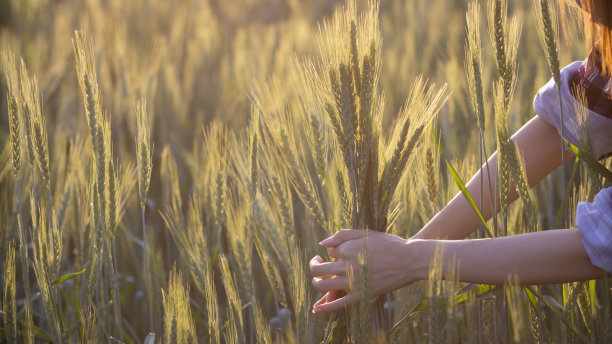 早晨，一位年轻的妇女在麦田里高兴地察看了大麦的收成。当年轻的女人发现她种的大麦很好，图片下载