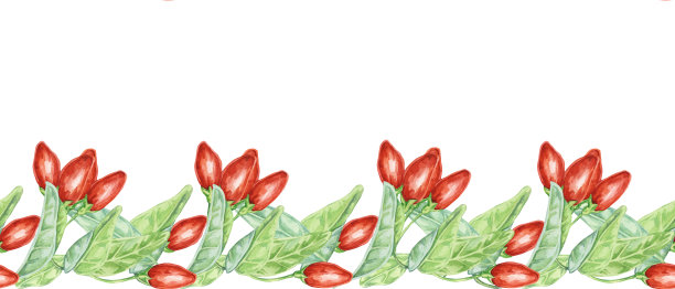 无缝边界与红色枸杞，丝带剪贴画。水彩手绘插图包装，水洗带，横幅，食品补充标签图片下载