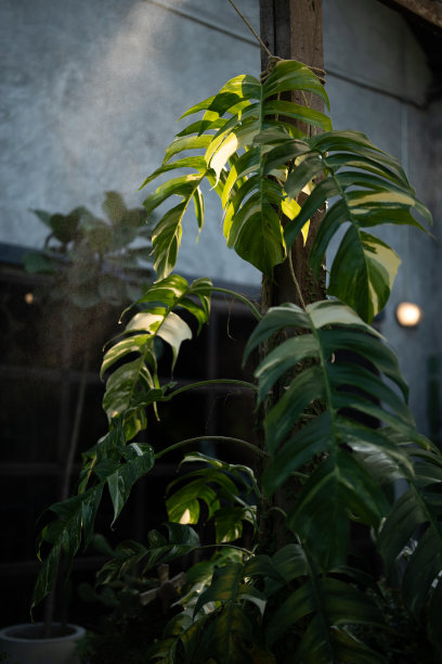 创造禅意的早晨逃脱:郁郁葱葱的咖啡馆与宁静的木质内饰，生态友好的设计融合自然的绿色植物，一杯新鲜的咖啡因在树叶中宁静的开始一天图片下载