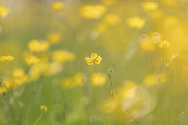 春天美丽的毛茛花的大气照片图片下载
