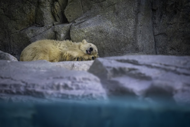 熟睡的北极熊宝宝图片下载