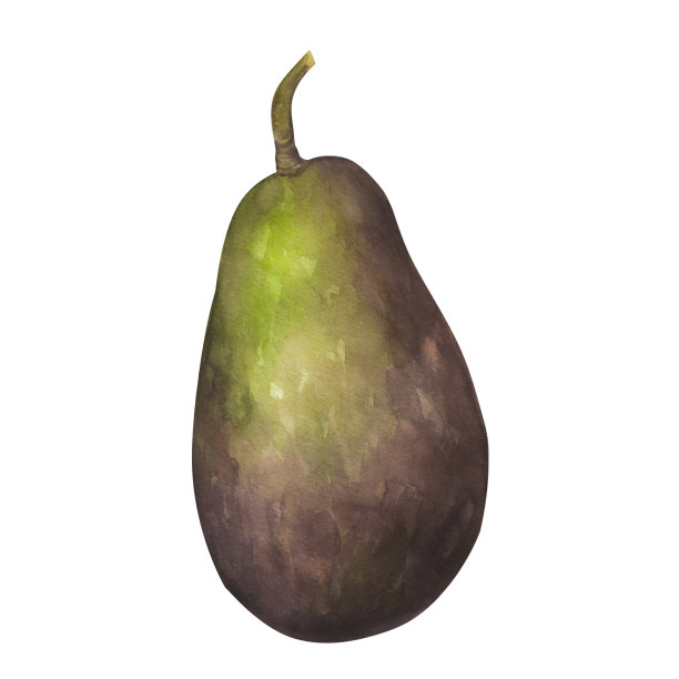 牛油果棕色，绿色，整个成熟的果实。植物植物剪贴画。素食饮食绘画。手绘水彩插图孤立的白色背景。用于设计标志、印刷图片下载