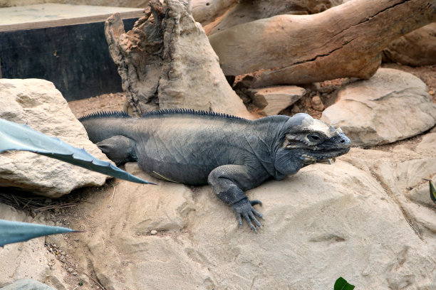 犀牛鬣蜥(Cyclura cornuta)在围栏里休息:(图片来源:Sanjiv Shukla)图片下载