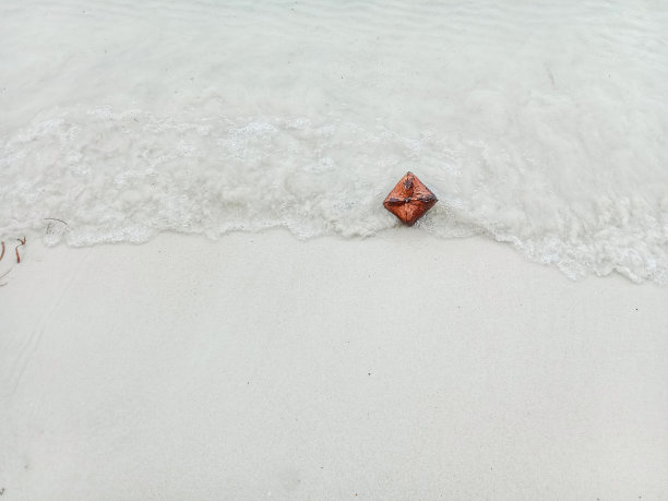 海滩上的海毒树果实(Barringtonia asiatica)。图片下载