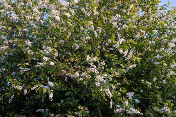 背景是盛开的鸟樱树枝。鸟樱花在模糊的绿色背景。开花的樱树，白色的小花。春天盛开的花朵。高质量照片图片下载