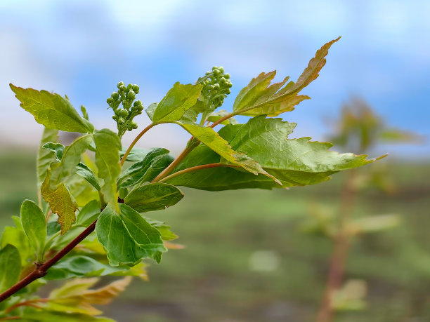 灌木的一根树枝，在明亮的蓝天和阳光下闪闪发光的绿草的模糊背景下，有亮绿色的叶子和花序。极简主义。宏。春天。照片。图片下载