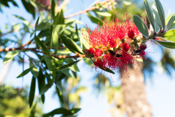 蓝蓝的天空背景上盛开的刚玉凤仙花，特写。红色瓶刷花出版，海报，日历，邮政，屏幕保护程序，壁纸，封面。高质量照片图片下载