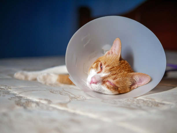 生病的橙色猫在房间里用伊丽莎白式的塑料项圈或锥形项圈防止他抓眼睛，可爱的猫戴着保护性的塑料项圈图片下载