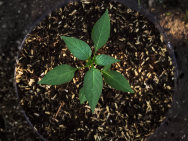 用一加仑水在自制花盆里种植辣椒鸟眼图片下载