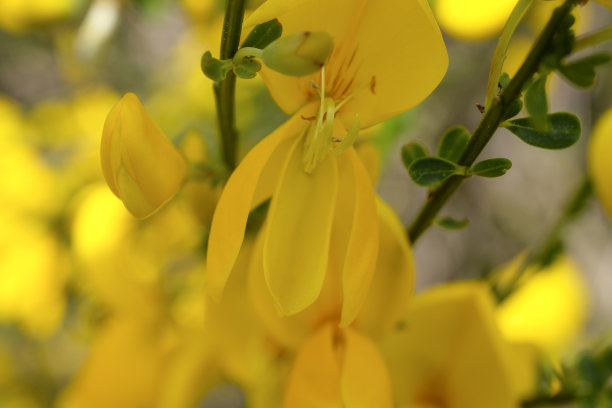 令人惊叹的黄色花瓣微距照片特写抽象模糊图片下载