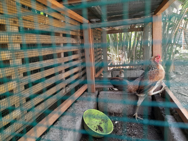笼子里的鸡图片下载