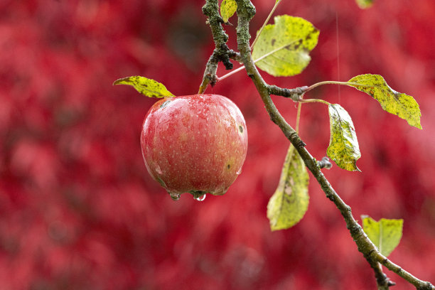 湿红苹果图片下载