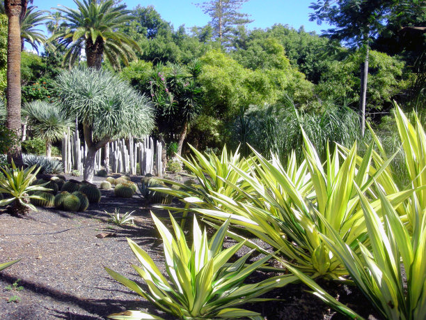 热带花园库存照片。加西亚萨纳布里亚公园和花园，特内里费岛股票照片。特内里费股票照片。加那利群岛股票照片图片下载