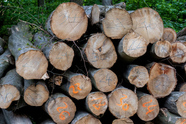 森林里的原木。图片下载
