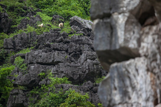 山羊图片下载