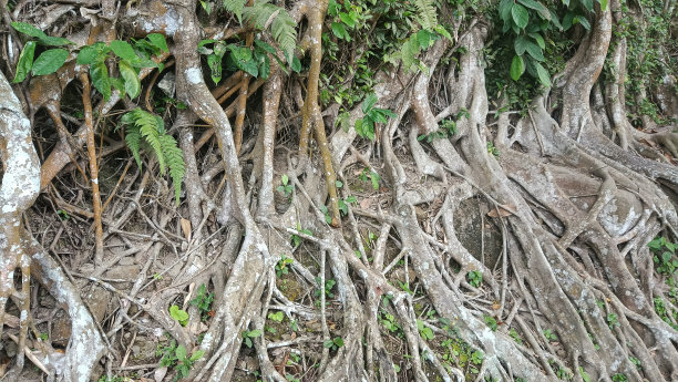 树的根图片下载