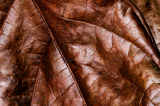 花园中干叶子的背景特写图片下载