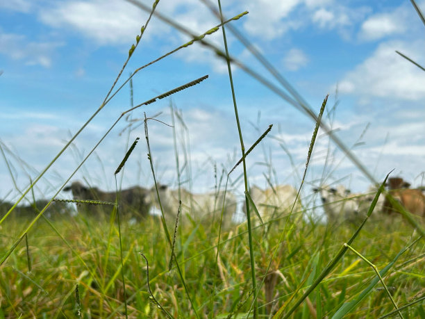 牧场上放牧的肉牛以美丽的风景为背景。巴西集约化草坪项目图片下载