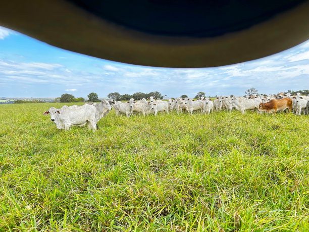 牧场上放牧的肉牛以美丽的风景为背景。巴西集约化草坪项目图片下载