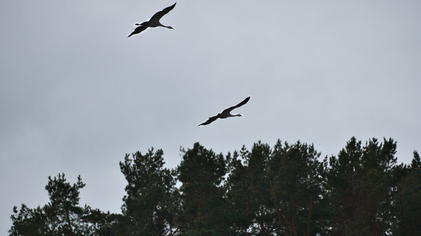 两只鹤在树林里飞过。达斯河上的候鸟。动物的照片图片下载