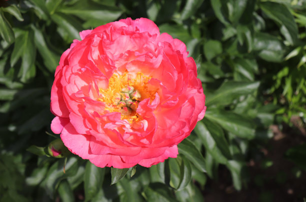 珊瑚日落。花园里的牡丹。牡丹盛开的照片与绿色的背景完美地搭配在一起。春天的背景。开花，春天，植物群。鲜花照片概念。贺卡图片下载