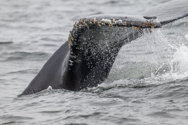 鲸鱼的尾巴图片下载