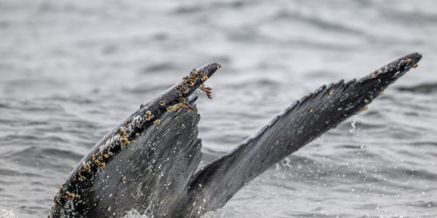 鲸鱼的尾巴图片下载