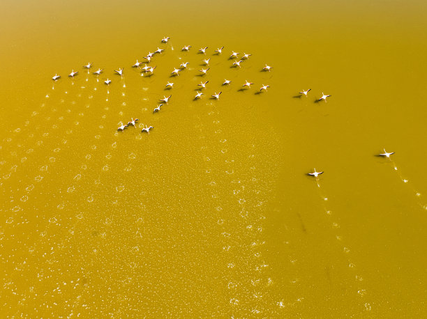 许多鸟类生活在大自然中，如火烈鸟、海鸥和鸭子，在绿色、蓝色、黄色和粉红色的浅水中集体觅食和生活，这些水域具有很高的营养价值，在湖泊和小溪中图片下载