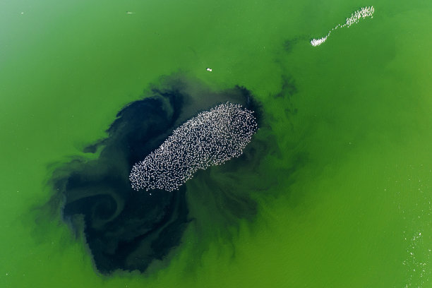 许多鸟类生活在大自然中，如火烈鸟、海鸥和鸭子，在绿色、蓝色、黄色和粉红色的浅水中集体觅食和生活，这些水域具有很高的营养价值，在湖泊和小溪中图片下载
