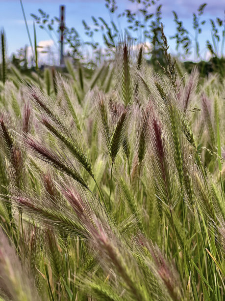 田野里绿色的麦穗。背景是粉红色的晚霞和一个欧洲村庄。高质量的照片。垂直摄影图片下载