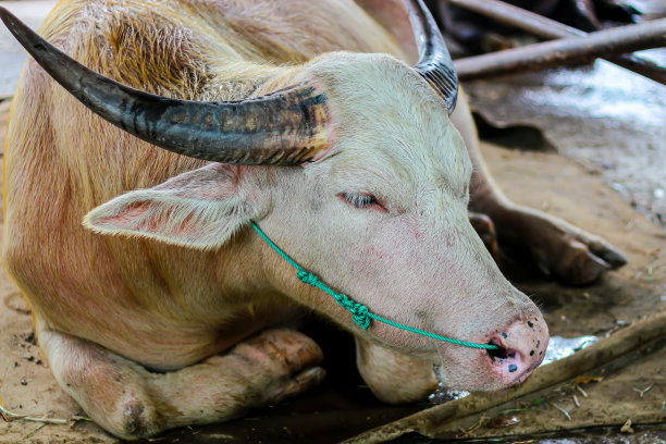 年轻的水牛在泰国国家的照片。图片下载