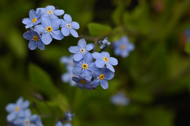 蓝色勿忘我花，天空色花绿底，傍晚夏夜，特写花模糊的背景，自然发展，照片为灵感图片下载