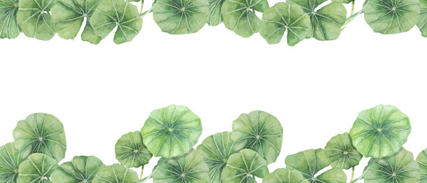 绿色积雪草无缝边界，树叶丝带剪贴画。水彩画可拉设计用于美容产品、草药、食品补充剂图片下载